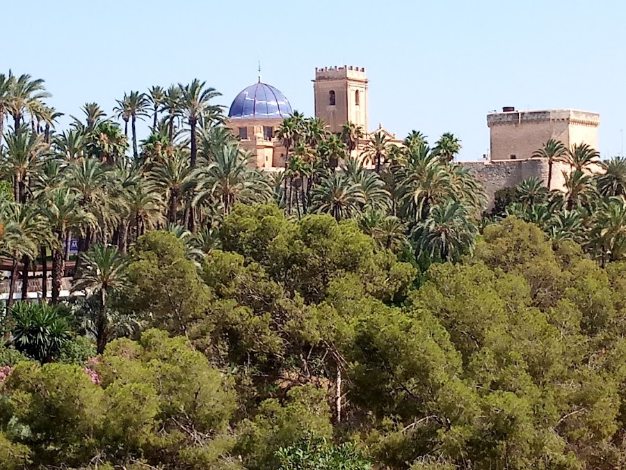 El Palmeral De Elche
