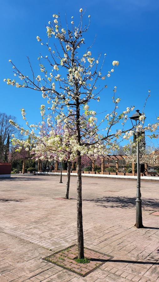 Fuente Del Parque Cuartel Huerta